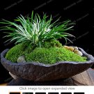 Fresh Acorus Gramineus Seeds Study Office Green Mini Potted Purifying Air 100 Pcs