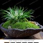 Fresh Acorus Gramineus Seeds Study Office Green Mini Potted Purifying Air 100 Pcs