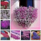 Fresh 200 Pcs Creeping Thyme Flower Rock CRESS Ground Cover (Col:Mixed) Seeds