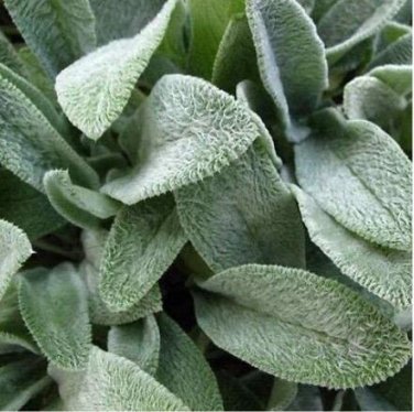 Fresh 100PCS Stachys byzantina Seeds Lamb s Ear