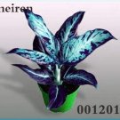 Fresh Color Aglaonema 100 Pcs Aglaonema Mosaic Evergreen Trees Flower (Col:13) Seeds