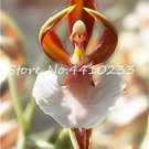Fresh 100 Pcs Unique Black Cymbidium Faberi Flower Monkey Face Orchid Flower (Col:d) Seeds