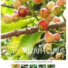 Fresh Novel Cleistocalyx Operculatus 50pcs Seeds