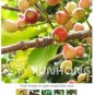 Fresh Novel Cleistocalyx Operculatus 50pcs Seeds