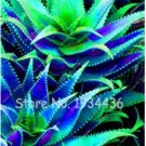 Fresh 50 Pcs Aloe Vera al Succulent Houses Edible Beauty Cosmetic Flower (Color: 6) Seeds