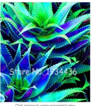 Fresh 50 Pcs Aloe Vera al Succulent Houses Edible Beauty Cosmetic Flower (Color: 6) Seeds