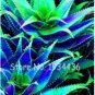 Fresh 50 Pcs Aloe Vera al Succulent Houses Edible Beauty Cosmetic Flower (Color: 6) Seeds