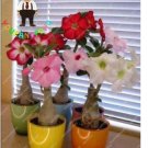 Fresh True Desert Rose Flowers Adenium Obesum 1 Particles/Lot (Color: White) Seeds