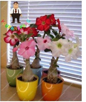 Fresh True Desert Rose Flowers Adenium Obesum 1 Particles/Lot (Color: White) Seeds