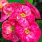 Fresh 100PCS Cactus Euphorbia Milli Bonsai New Rare Flower Plants Seeds