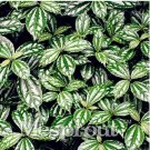 Fresh High Temperature ResistantPilea Notata Tree Courtyard 50PCS Seeds