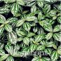 Fresh High Temperature ResistantPilea Notata Tree Courtyard 50PCS Seeds