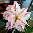 Fresh 20 Fresh Seeds Adenium Obesum Desert Roses Rare www Triple SNOWFLAKES us