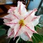 Fresh 20 Fresh Seeds Adenium Obesum Desert Roses Rare www Triple SNOWFLAKES us