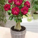 Fresh Adenium Obesum Dark Red 5 Layers Da Hongpao Seeds