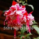 Fresh 200 Pcs Multicolor Fuchsia Real Flower Hanging Fuchsia Flowers (Color: A7) Seeds