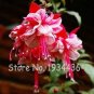 Fresh 200 Pcs Multicolor Fuchsia Real Flower Hanging Fuchsia Flowers (Color: A7) Seeds