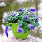 Fresh Bonsai Acalypha Hispida Chenille Plant Seeds