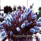 Fresh 300 Pcs Rabbit Tails Grass Colorful Fescue Ornamental Grasses Potted s Decor Seeds