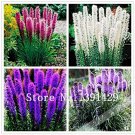 Fresh 100pcs Liatris spicata seeds Flamingo cockscomb (celosia spicata) flowers