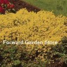 Fresh 100 Pcs Aubrieta Cascade Purple FlowerSuperb Ground Cover Windowsill Seeds