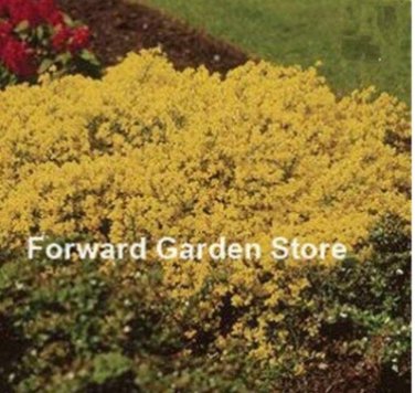 Fresh 100 Pcs Aubrieta Cascade Purple FlowerSuperb Ground Cover Windowsill Seeds