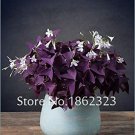 Fresh 200 Pcs Oxalis Wood Sorrel Flower Oxalis Purple Shamrock Clover Flower (Col:3) Seeds