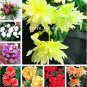 Fresh 100PCS Begonia Seeds Mixed Red White Orange Purple Orange Yellow ect 8 Colors