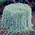 Fresh Dichondra Repens Silver Falls Emerald Falls Ground Cover Hanging 200Pcs (Col:1) Seeds