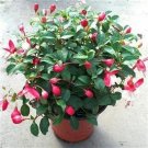 Fresh 200PCS Fuchsia Balcony Lanterns Flowers Begonia Flower (Color: 1) Seeds