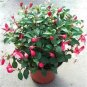Fresh 200PCS Fuchsia Balcony Lanterns Flowers Begonia Flower (Color: 1) Seeds