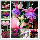 Fresh 100 Pcs Double Petals Fuchsia Bell Lantern Begonia Flower Hanging (Col:Mix) Seeds