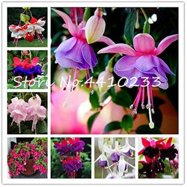 Fresh 100 Pcs Double Petals Fuchsia Bell Lantern Begonia Flower Hanging (Col:Mix) Seeds