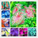 Fresh 150 Pcs Multiple Colour Thailand Caladium of Rainbow Flower Caladium (Col:Mixed) Seeds