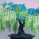 Fresh 10PCS Wisteria Flower Seeds Light Green Color