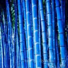 Fresh Purple Timor Bambusa Black Bamboo Courtyard 50 PCS Package (Color: 4) Seeds