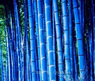 Fresh Purple Timor Bambusa Black Bamboo Courtyard 50 PCS Package (Color: 4) Seeds