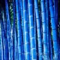 Fresh Purple Timor Bambusa Black Bamboo Courtyard 50 PCS Package (Color: 4) Seeds
