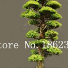 Fresh 20PCS Evergreen Cedar Tree Seeds