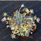 Fresh New Green Orostachys Boehmeri Flower Pots ers Succulent s 100 Pcs Seeds