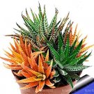 Fresh 100Pcs/bag Rainbow Aloe Vera Flowers Perfect Color Succulents s semillas a Seeds