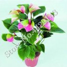 Fresh Anthurium Andraeanu Bonai Plant Colorful Anthurium Potted Flowers Seeds