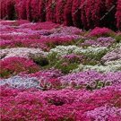 Fresh Rainbow Creeping ThymeBlue Rock CRESS Ground Cover Flower 200 Pcs/Bag (Color:20) Seeds