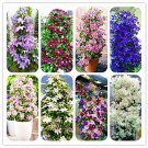 Fresh Climbing Clematis Flowers Clematis Vine Flower Clematis 100 Pcs/Bag (Color: Mix) Seeds