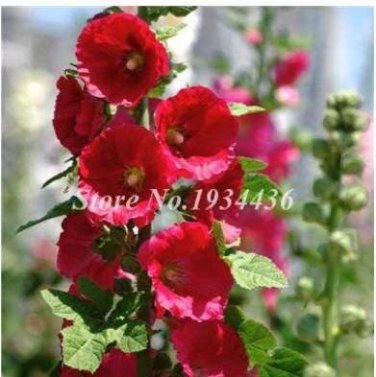 Fresh 200 Pcs Miniature Hollyhock Flower Beautifying Alcea Rosea Gorgeous Cut Flowers Seeds