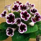 Fresh 9 Colors Gloxinia Sinningia Gloxinia Flower Ornamental 100PCS (Color: 8) Seeds