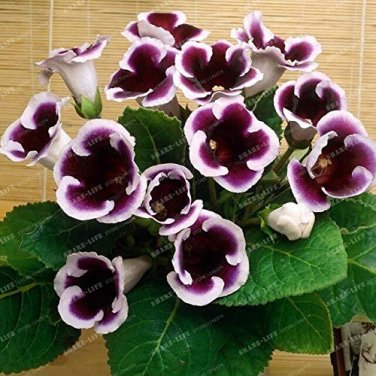 Fresh 9 Colors Gloxinia Sinningia Gloxinia Flower Ornamental 100PCS (Color: 8) Seeds
