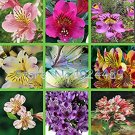 Fresh 24 different colors of the Peruvian lily seeds flowers alstroemeria 120PCS