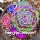 Fresh 100 Pcs Rainbow Succulent Seedling Mini Succulent (Color: 7)