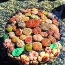 Fresh 100 Pcs Beauty Mixed Mini Lithops Cactus Succulent Flower (Color: Multi Colored) Seeds